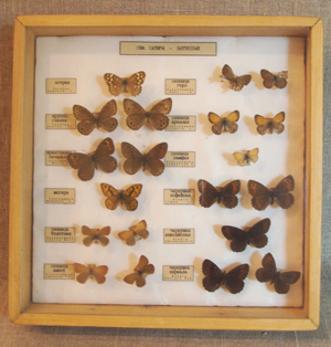 Коллекция бабочек (Lepidoptera). 1995 г